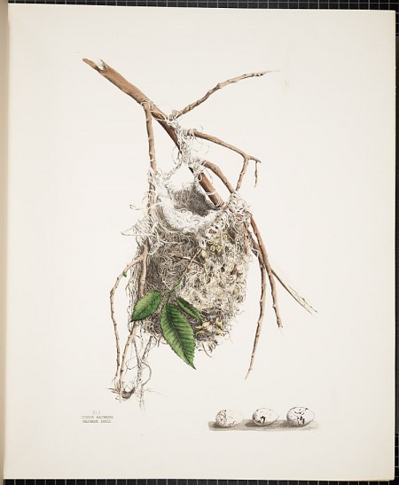 Smithsonian Library, America's Other Audubon