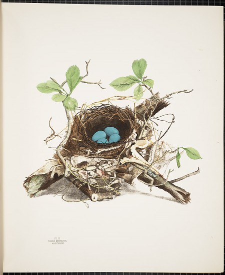 America's Other Audubon