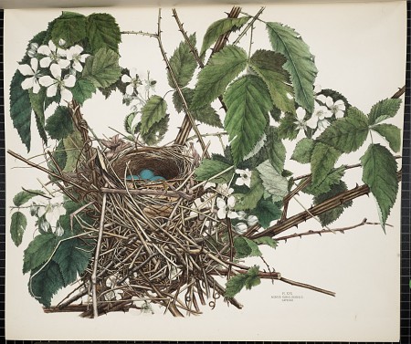 Smithsonian, America's Other Audubon