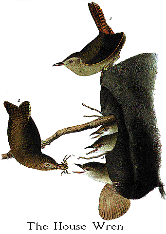 John James Audubon Birds of America, Birds in the garden