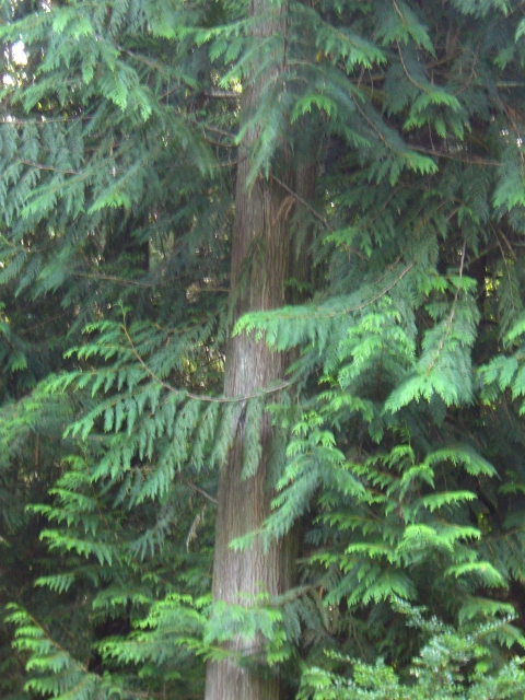 Forest behind T&C's house