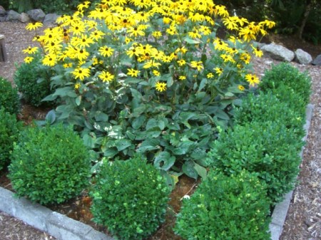 flowers in the cutting garden