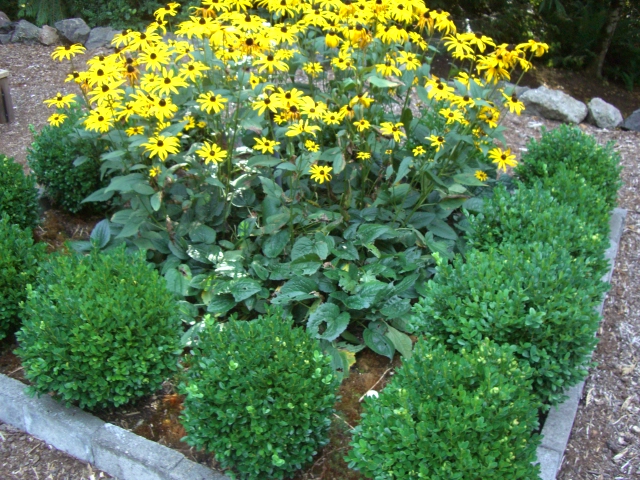 flowers in the cutting garden