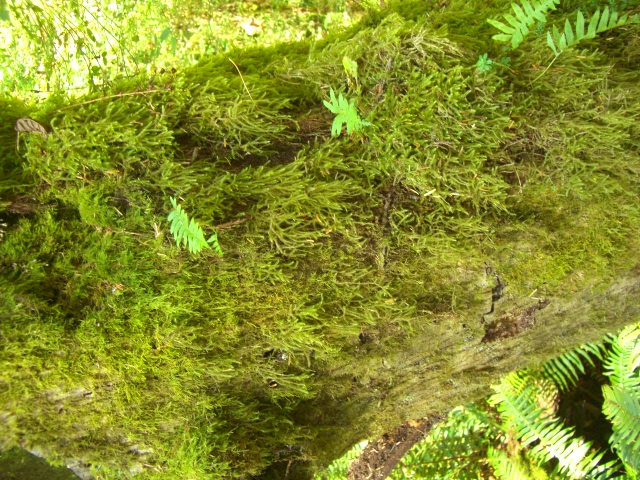 Garden, Home and Party, 10.2.12