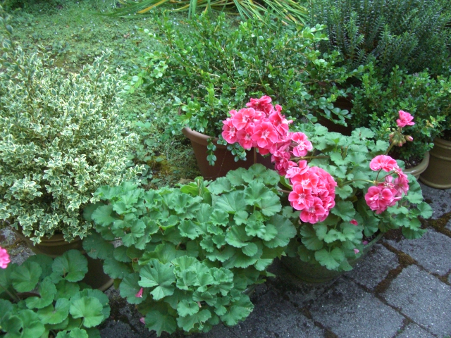 Geranium pots at the entry