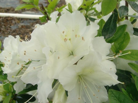 azalea Alaska white