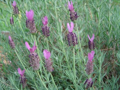 spanish+lavender