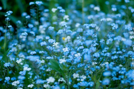 tumblrforget me nots fresh as a daisy