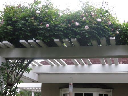 cecille brunner climbing rose