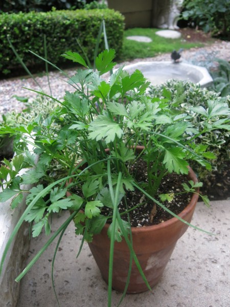 Parsley, chives in container