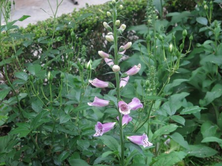 Foxglove, 'foxy'