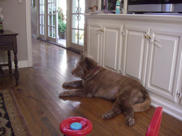 Garden, Home and Party