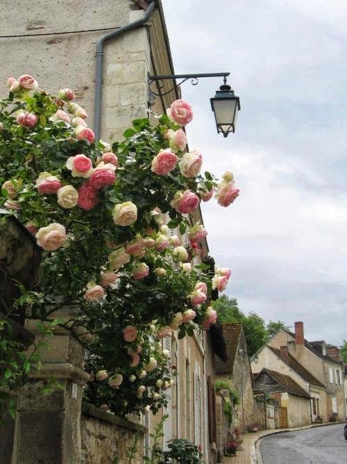 Garden, Home and Party