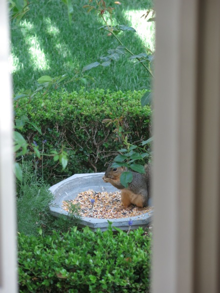 backyard birding, squirrel
