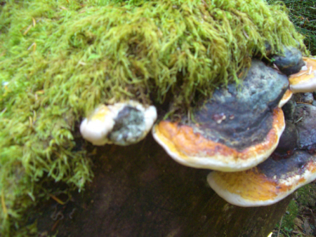 Garden, Home and Party: Moss in the garden