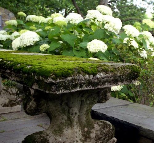Garden, Home and Party: Moss in the garden