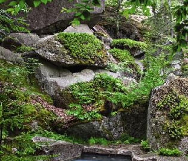 Garden, Home and Party: Moss in the garden