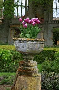 Garden, Home and Party: Moss in the garden