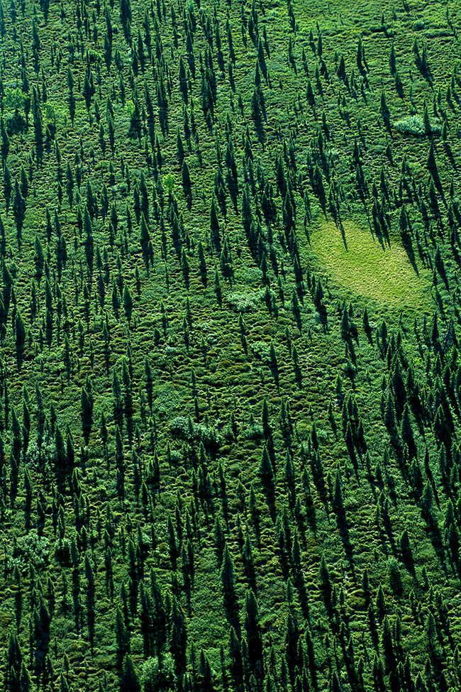 Garden, Home and Party: Artist introduced