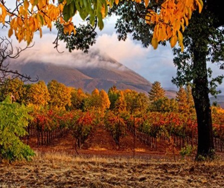 Garden, Home and Party: Favorite T-day Recipe