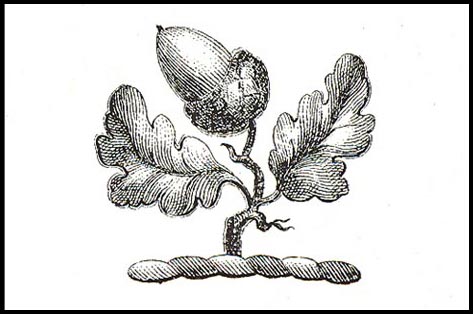 Garden, Home and Party: Favorite T-day Recipe