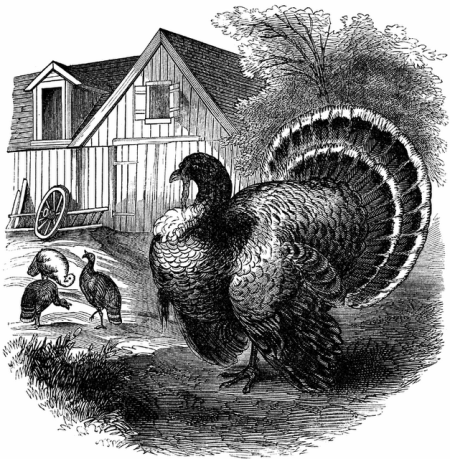 Garden, Home and Party: Happy Thanksgiving