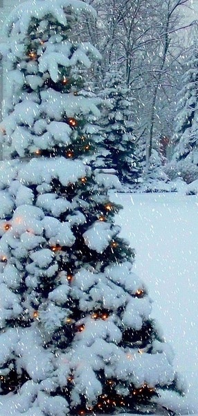 Garden, Home and Party: O Tannenbaum