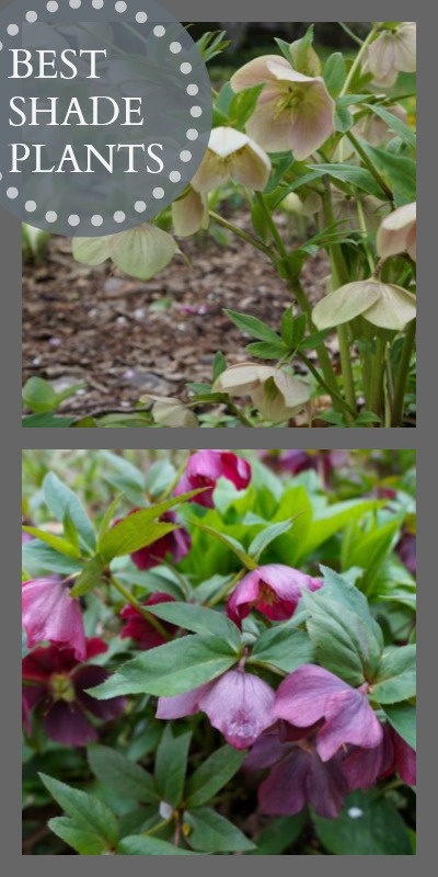 Garden, Home and Party: Garden inspiration