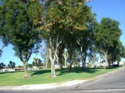 Garden, Home and Party: Arbor Day 2014