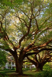 Garden, Home and Party: for the love of trees