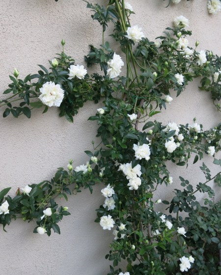 White Lady Banks, rosa banks