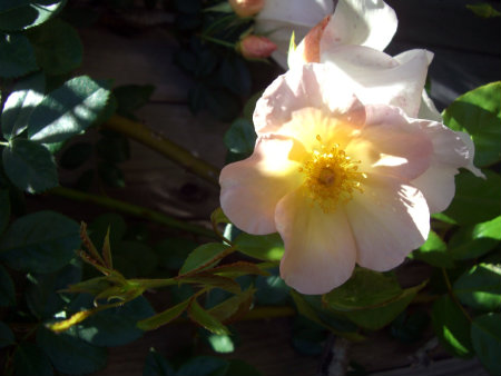 Garden, Home and Party: Spring Roses