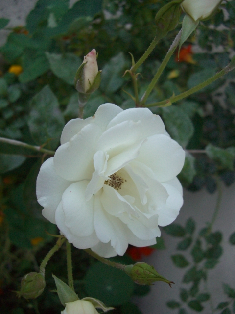 Garden, Home and Party: Spring Roses