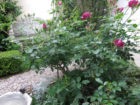 Garden, Home and Party: Spring Roses