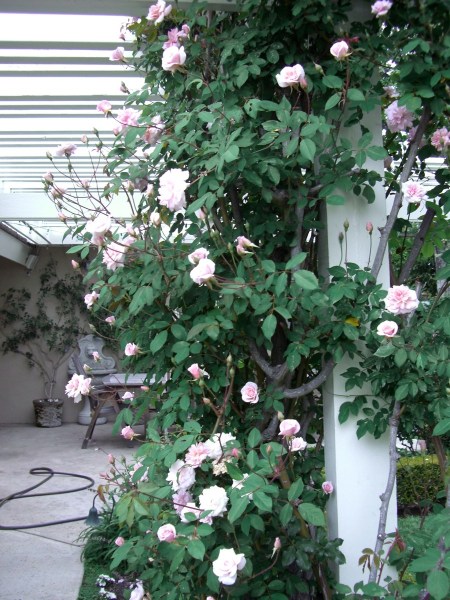 Garden Home and Party: Spring Roses
