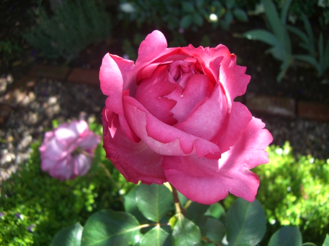 Garden, Home and Party: Spring Roses