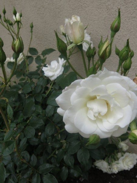 Garden, Home and Party: Spring Roses