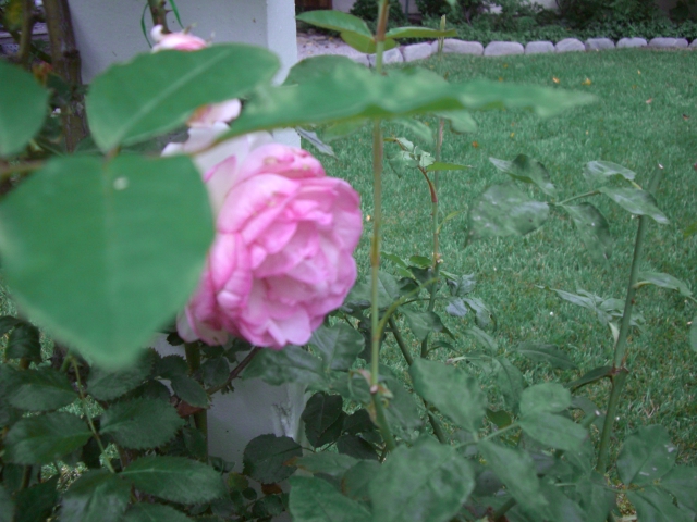 Garden, Home and Party: Spring Roses