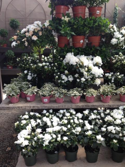 Garden, Home and Party: Celebrating Spring w Roger's Gardens