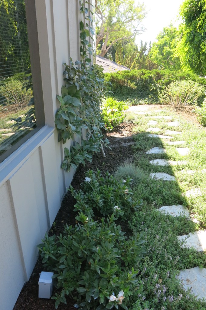 Garden, Home and Party: Spring roses