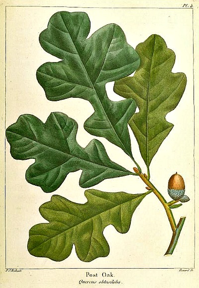 Garden, Home and Party: Acorns