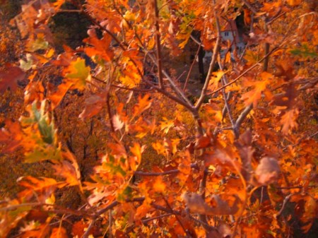 Garden, Home and Party: Fall Entertaining