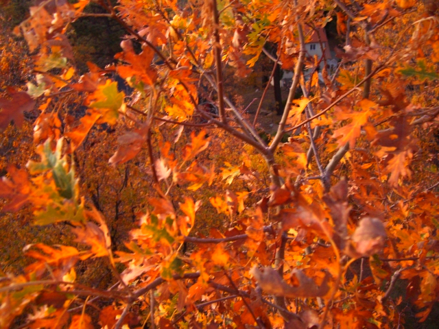 Garden, Home and Party: Fall Entertaining