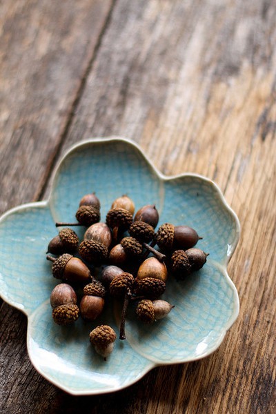 Garden, Home and Party: Acorns