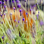 Garden, Home and Party: Gardening in a drought