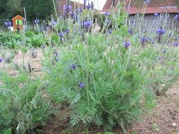 Garden, Home and Party: Gardening through a drought
