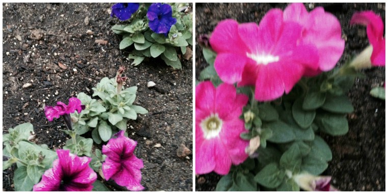 Garden, Home and Party: Gardening through a drought