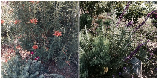 Garden, Home and Party: Gardening through a drought