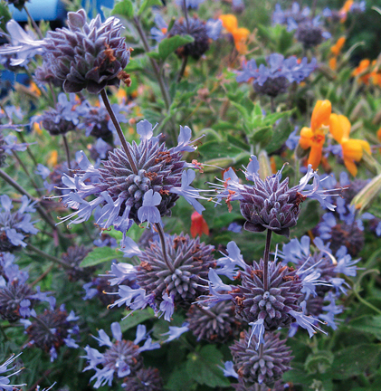 Garden, Home and Party: Gardening through a drought