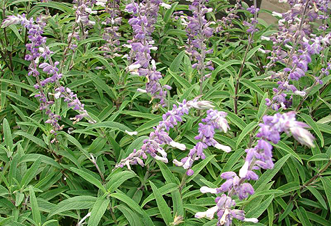 Garden, Home and Party: Drought II